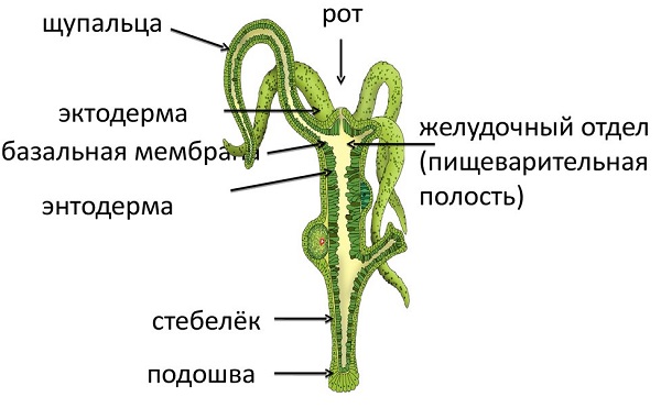 Kraken 16 onion